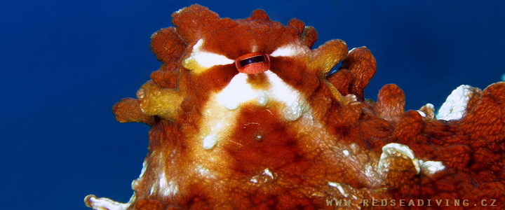 Octopus cyanea - Chobotnice modrá