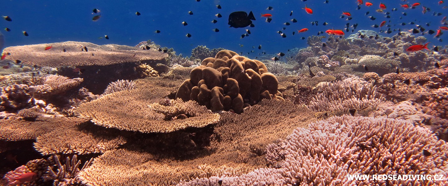 Tvrdé korály - potápění Hurghada