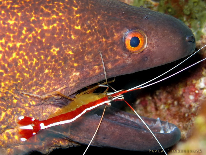 Lysmata amboinensis - Kreveta bělopásá