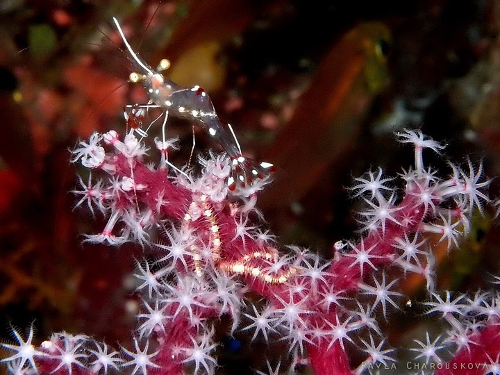 Urocaridella antonbruunii - Kreveta Bruunova