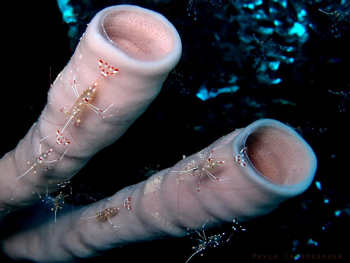 Urocaridella antonbruunii - Kreveta Bruunova