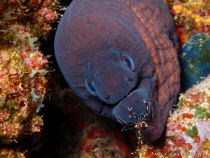 Urocaridella antonbruunii - Kreveta Bruunova