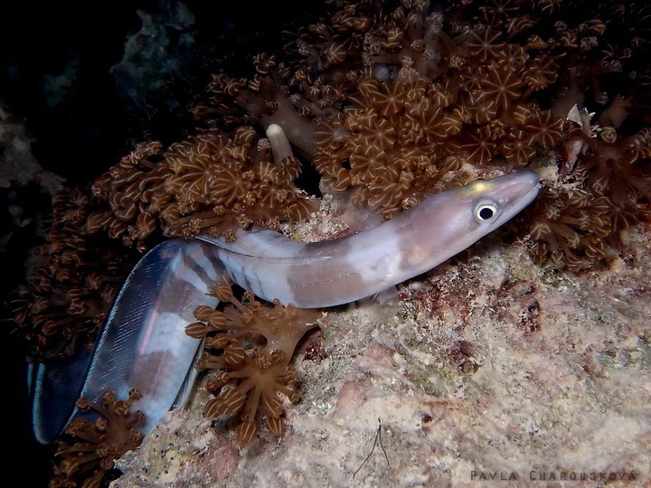 Gymnothorax rueppellii - Muréna žlutohlavá