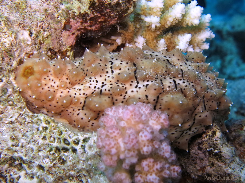 Sumýš Pearsonothuria graeffei