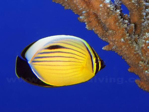 Chaetodon austriacus - klipka žebrovaná