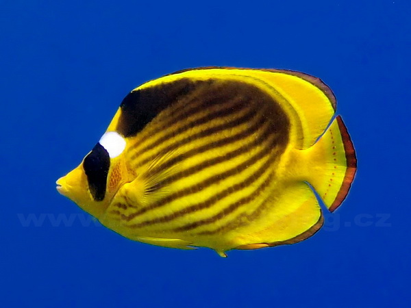 Chaetodon fasciatus - klipka mývalí