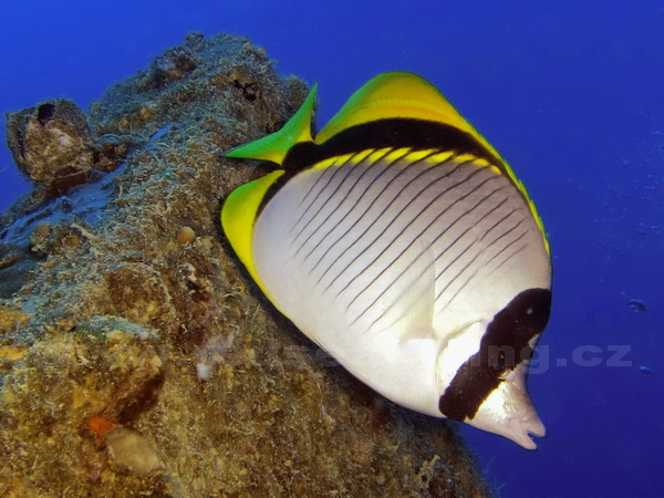 Chaetodon lineolatus - klipka oblouková