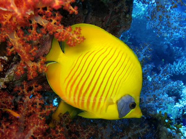 Chaetodon semilarvatus - klipka pološkrabošková