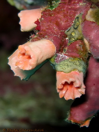 Cup coral ve dne - Hurghada, Egypt