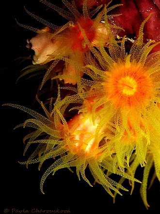 Cup coral v noci - Hurghada, Egypt