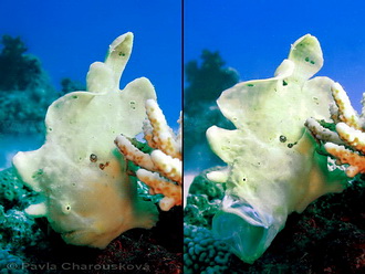 Frog fish na El Fanadir