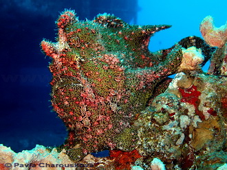 Frogfish na Salem Express