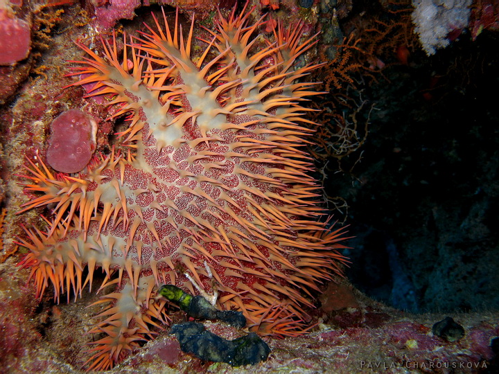 Acanthaster planci - Hvězdice trnová koruna