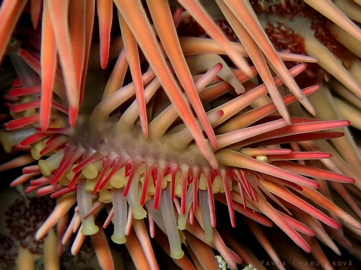 Acanthaster planci - Hvězdice trnová koruna