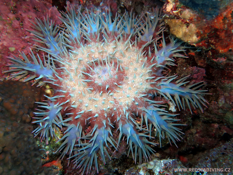 Acanthaster planci - Hvězdice trnová koruna