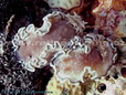 Nudibranches