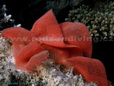 Spanish Dancer Eggs