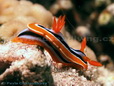 Nudibranch