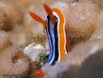 Nudibranch