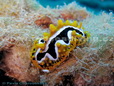 Nudibranch