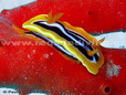 Nudibranch