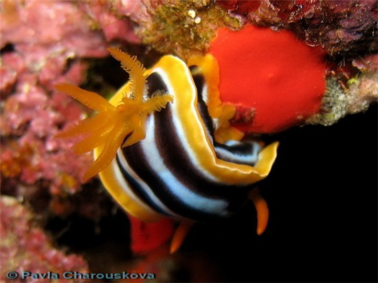 Nudibranch