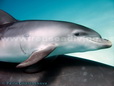 Mladě delfína