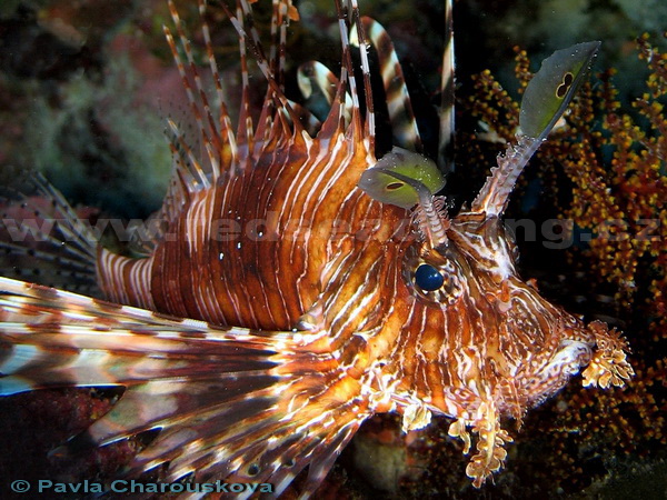 Lion fish