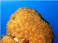 Mozkový korál - Favia