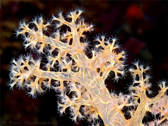 Soft coral