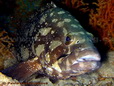 Kanic vločkovaný (Epinephelus summana)