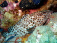 Kanic (Epinephelus tauvina)