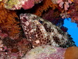 Kanic (Epinephelus tauvina)