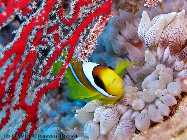 Hurghada - potápěčské lokality