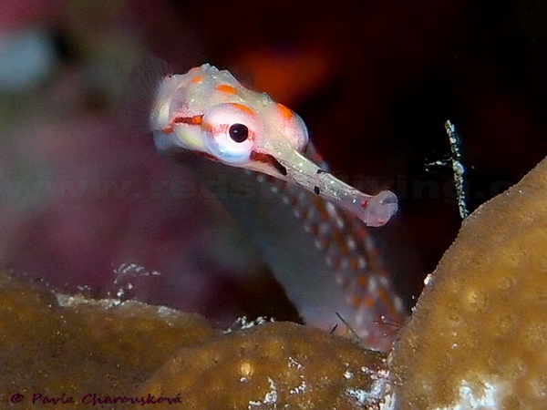 Pipefish