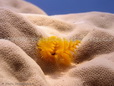 Christmas tree worm