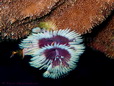 Christmas tree worm