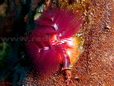 Christmas tree worm