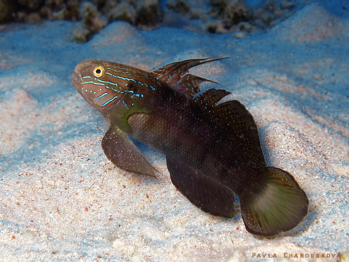 Amblygobius albimaculatus - Hlaváč běloskvrnný