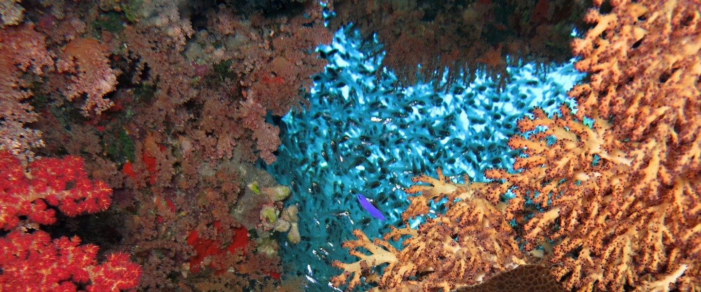 Atlas korálů Rudého moře
