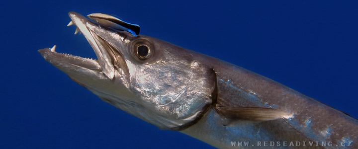 Sphyraena barracuda - Soltýn barakuda