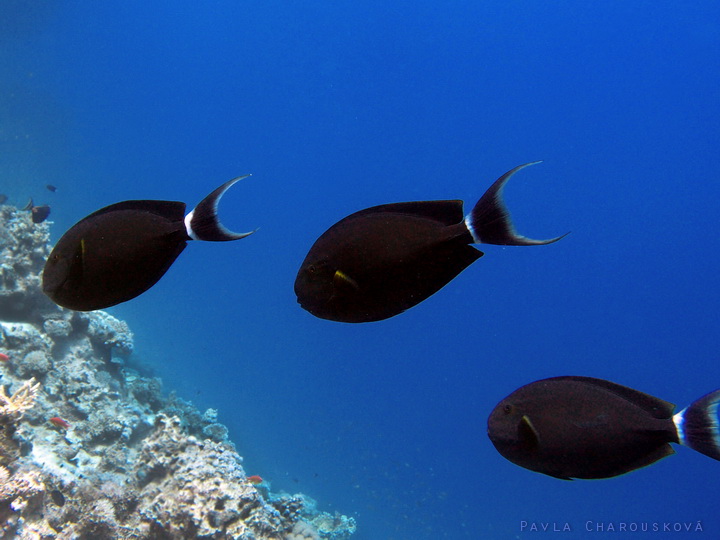 Acanthurus gahhm - Bodlok poloměsíčitý