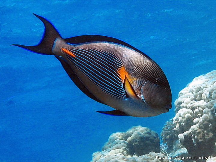 Acanthurus sohal - Bodlok rudomořský