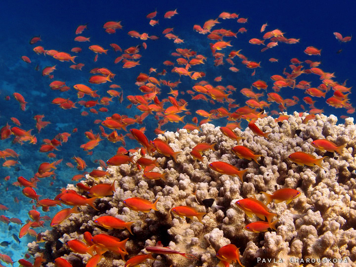 Pseudanthias squamipinnis - Bradáč šupinoploutvý