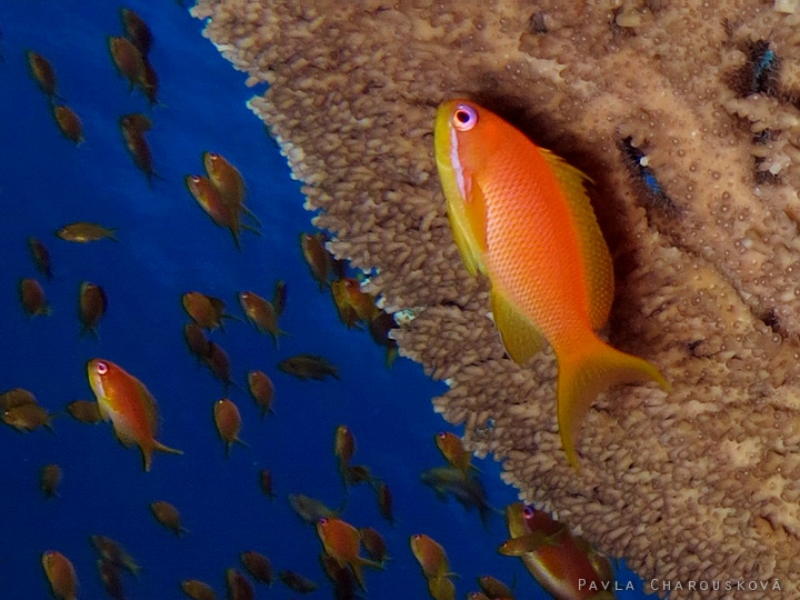 Pseudanthias squamipinnis - Bradáč šupinoploutvý