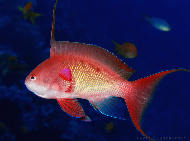 Pseudanthias squamipinnis - Bradáč šupinoploutvý - samec