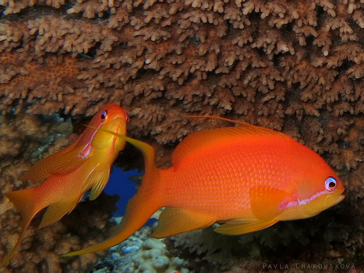 Pseudanthias squamipinnis - Bradáč šupinoploutvý - samice