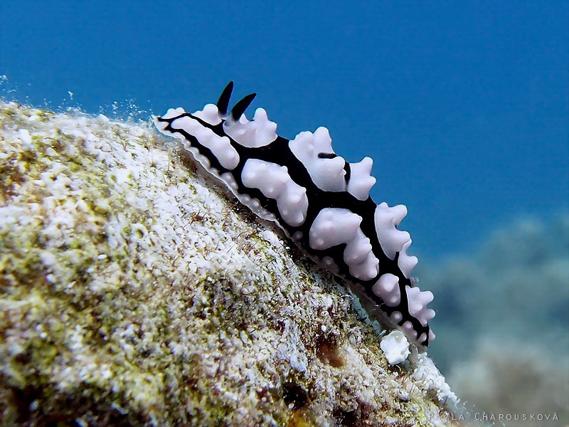 Phylidiella pustulosa - Bradavec bělohrbolový