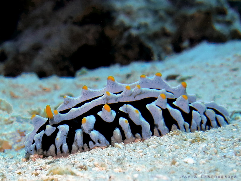 Phyllidia varicosa - Bradavec modrý