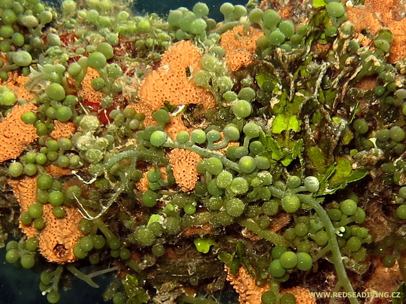 Zelené řasy Caulerpa racemosa